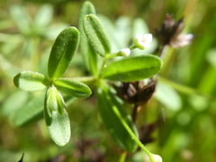 Galium trifidum