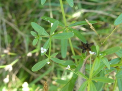 Galium trifidum