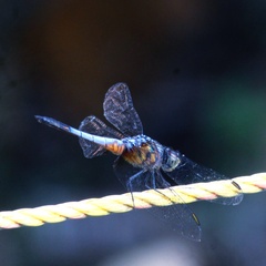 Brachydiplax chalybea