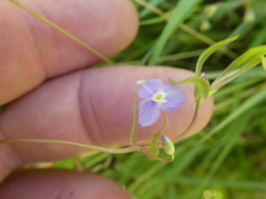 Veronica scutellata