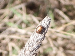 Heteroptera