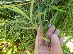 Veronica scutellata