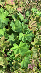 Alchemilla mollis