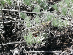 Angaracris barabensis