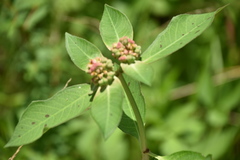 Euphorbia heterophylla image