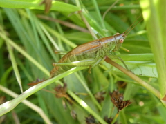 Conocephalus dorsalis