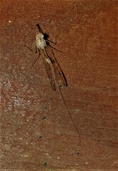 Ephemeroptera