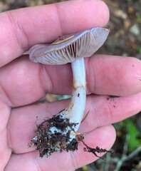 Cortinarius salor