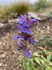 Penstemon attenuatus
