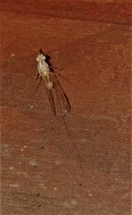 Ephemeroptera