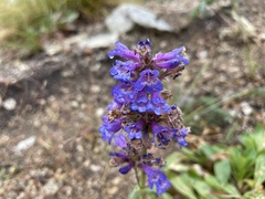 Penstemon attenuatus