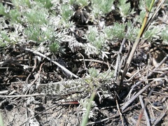 Angaracris barabensis