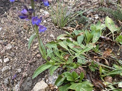 Penstemon attenuatus