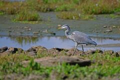 Ardea cinerea