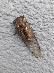 Megatibicen resonans