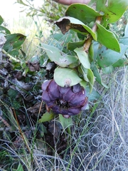 Protea amplexicaulis