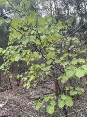 Cercis canadensis texensis