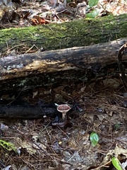 Austroboletus gracilis