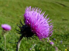 Carduus pycnocephalus