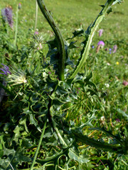 Carduus pycnocephalus