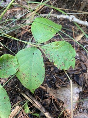 Toxicodendron rydbergii