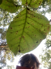 Toxicodendron rydbergii