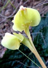 Pterygodium catholicum