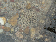 Conophytum minusculum