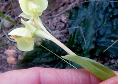 Pterygodium catholicum