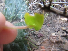 Pterygodium catholicum