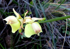 Pterygodium catholicum