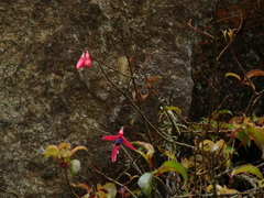 Fuchsia regia