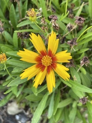 Coreopsis basalis