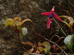 Fuchsia regia