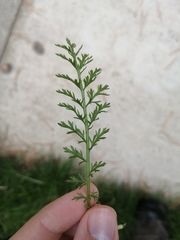 Achillea millefolium