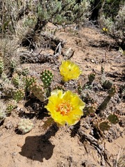 Opuntia
