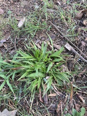 Dichanthelium laxiflorum
