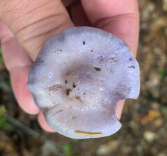 Cortinarius salor