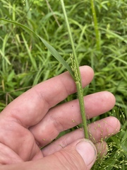 Panicum flexile