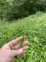 Panicum flexile