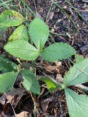 Fragaria virginiana