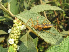 Zelus conjungens
