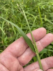 Panicum flexile