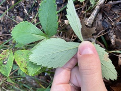 Fragaria virginiana