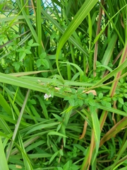 Cleome rutidosperma