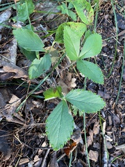 Fragaria virginiana