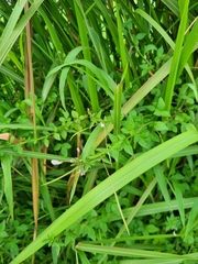 Cleome rutidosperma
