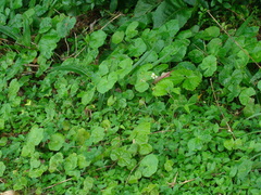 Centella asiatica