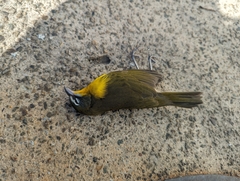 Icteria virens