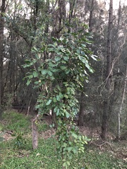 Cupaniopsis anacardioides